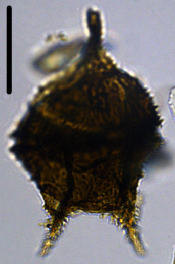 Cerodinium cpx denticulate Dde27X350522401080.jpg